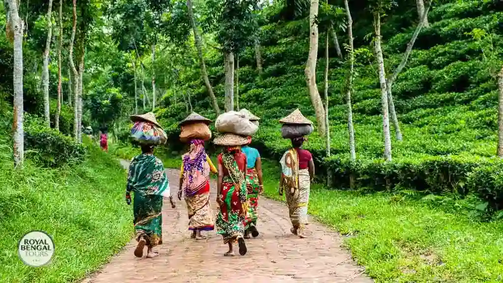 Srimangal Tea Garden