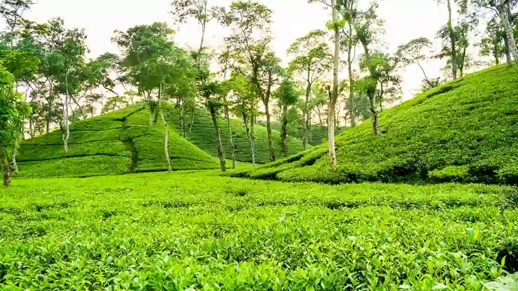 Lawachara Forest