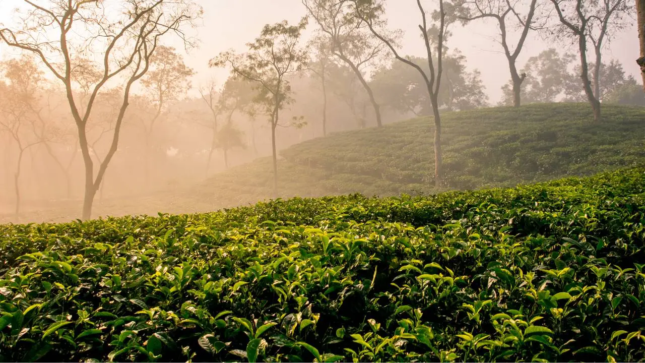 7-Layer Tea