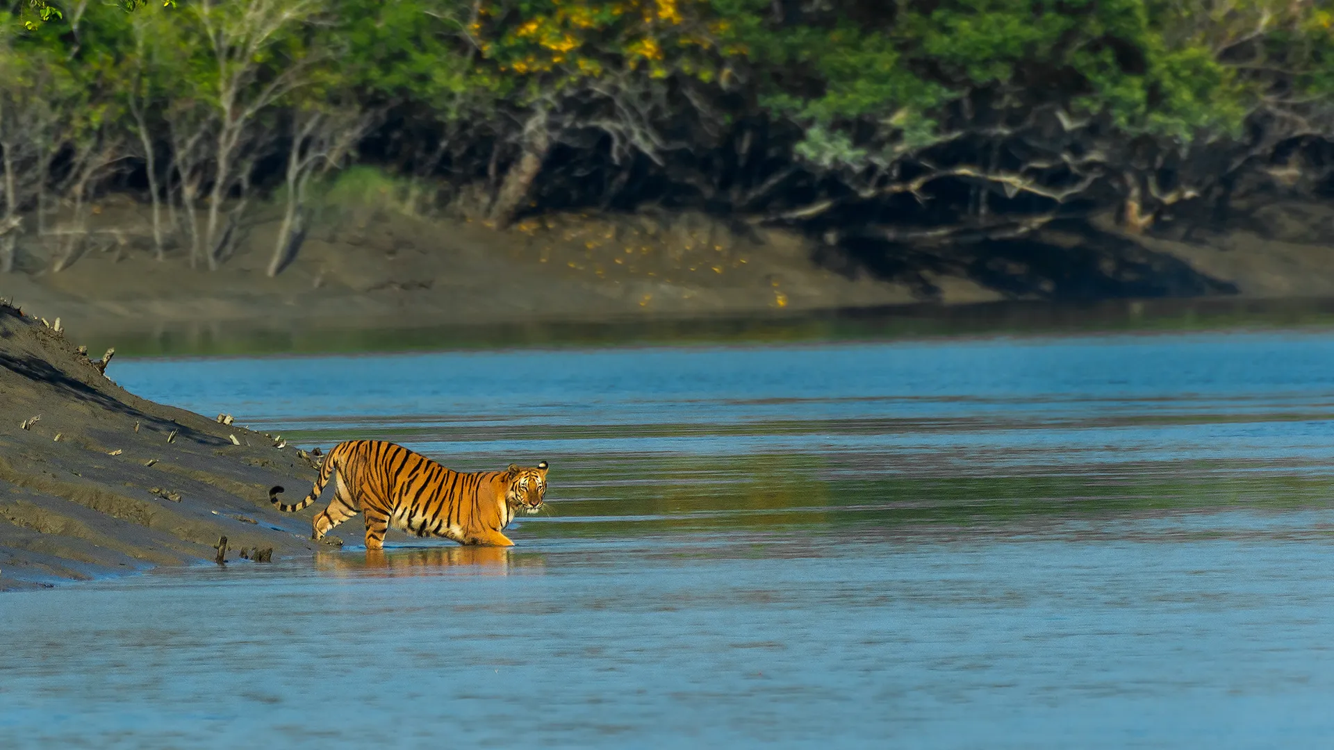 Sundarban