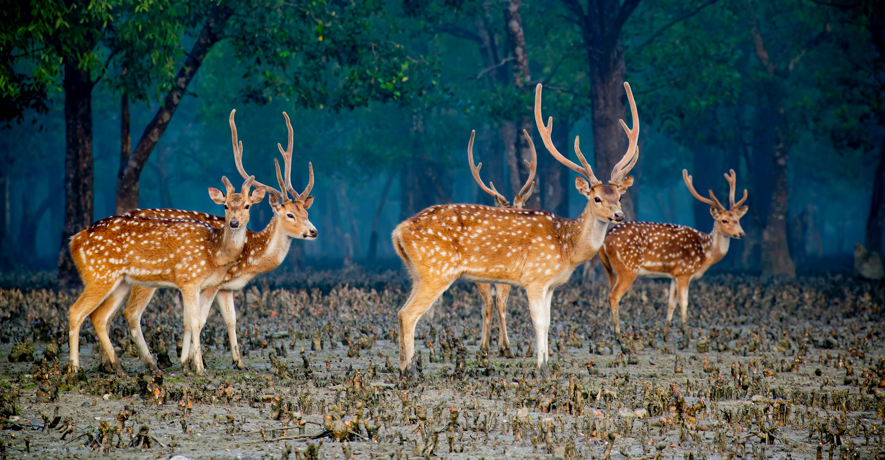 Sundarbans Mangrove