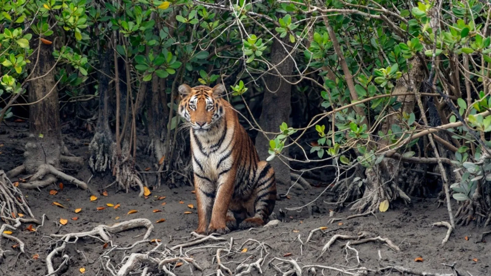 Boat Ride in Sundarbans